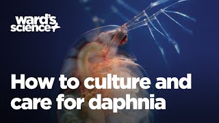 Caring and Culturing for Daphnia [upl. by Farver]