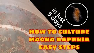 How to Culture Magna Daphnia Easily [upl. by Nimoynib]