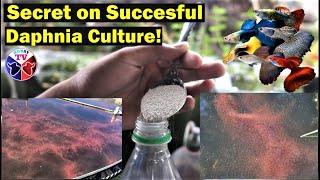 How to Culture Daphnia Successfully [upl. by Patten838]