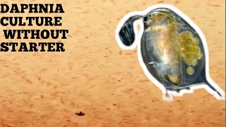 HOW TO CULTURE DAPHNIA NATURALLY WITHOUT A STARTER [upl. by Drarreg]