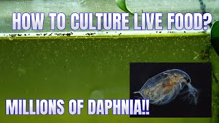 How to Culture Daphnia Secret Method to Breed MILLIONS  Simply Aquatic [upl. by Okia]