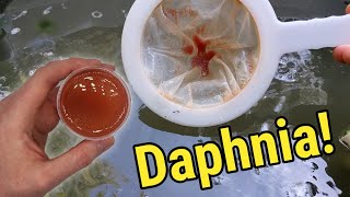 How I Culture Daphnia In Outdoor Tubs [upl. by Einahets]