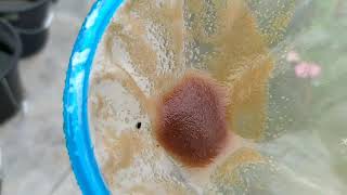 How to culture daphnia moina in a small container Part 1 English Subtitle [upl. by Corrianne]