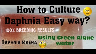 Daphnia MagnaHow to Culture Daphnia Easy wayCulturing Daphnia using Green water Daphnia [upl. by Atinej]