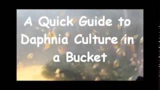 How to culture daphnia outside [upl. by Kcirttap886]