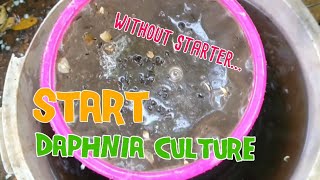 How to culture daphnia moina the easy way 1  Starting the Daphnia culture [upl. by Dulsea]