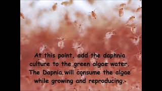 Daphnia  How to grow daphnia in your home [upl. by Efthim]