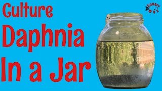 How to Culture Daphnia in a Jar [upl. by Aniale]