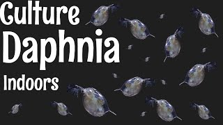 How to Culture Daphnia [upl. by Arimlede649]