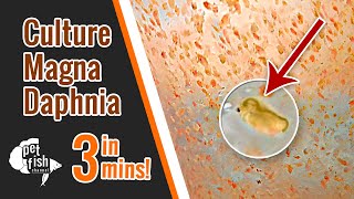 How to culture DAPHNIA MAGNA  The easy way [upl. by Baler]