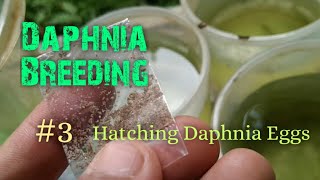 Daphnia Culture made simple and easy 3  Hatching Daphnia eggs [upl. by Harlen]