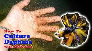 How to Culture Daphnia with ZERO Cost  Unlimited Live Food For Our Fish [upl. by Jacynth]