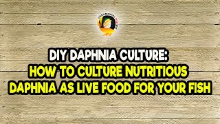 DIY Daphnia Culture How to Culture Nutritious Daphnia as Live Food for Your Fish [upl. by Aiehtela652]