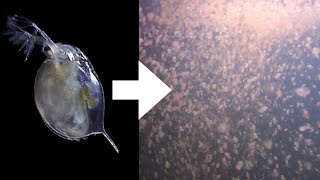 How I Culture Daphnia [upl. by Leahcimal178]