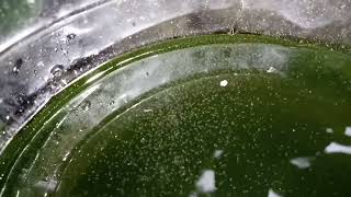 DAPHNIA MOINA CULTURE IN A SMALL BUCKET [upl. by Ruvolo]