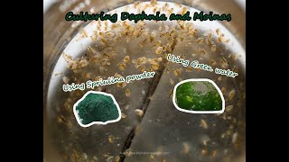 How To Culture Daphnia and Moinas using Green Water Spirulina powder [upl. by Cicily]