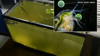 Raising Daphnia for the Freshwater Aquarium [upl. by Niuqaoj]