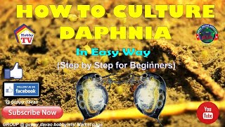 HOW TO CULTURE DAPHNIA In Easy Way [upl. by Goodard]